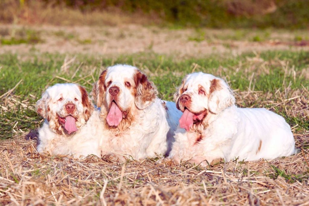 Three Clumber Spaniels with white coats and brown markings resting together in a sunny grassy field with trees in the background.
