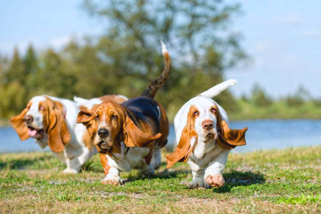 Three Basset Hounds with white and reddish-brown fur run on green grass near water, large floppy ears in motion