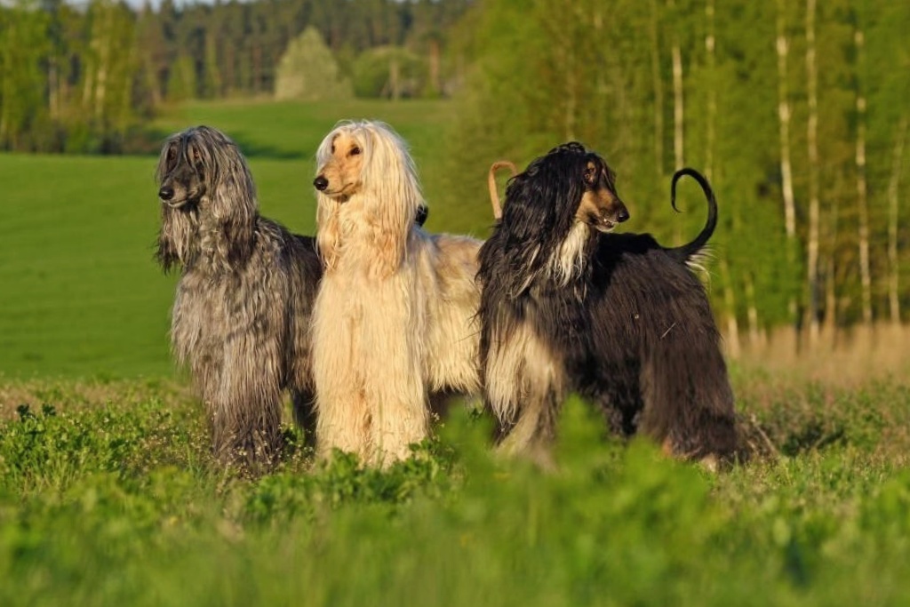 Three Afghan Hounds with flowing coats—gray, cream, and black—standing on green grass with trees in the blurred background

