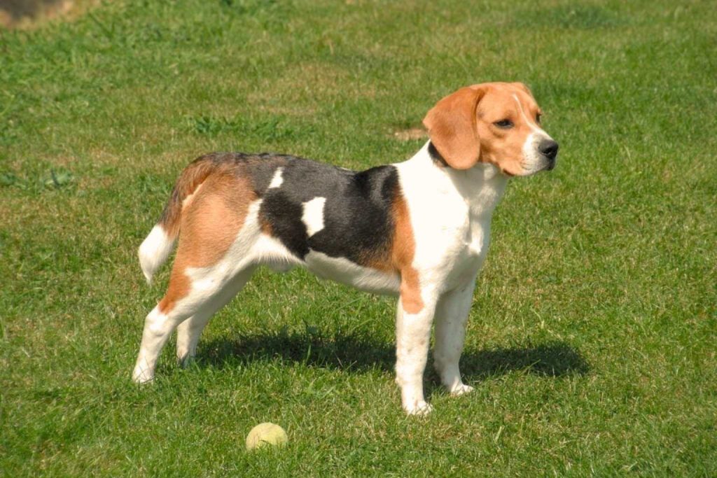 Beagle Dog with tri-color coat stands in a vibrant green grassy field beside a tennis ball, ears perked and tail slightly curled