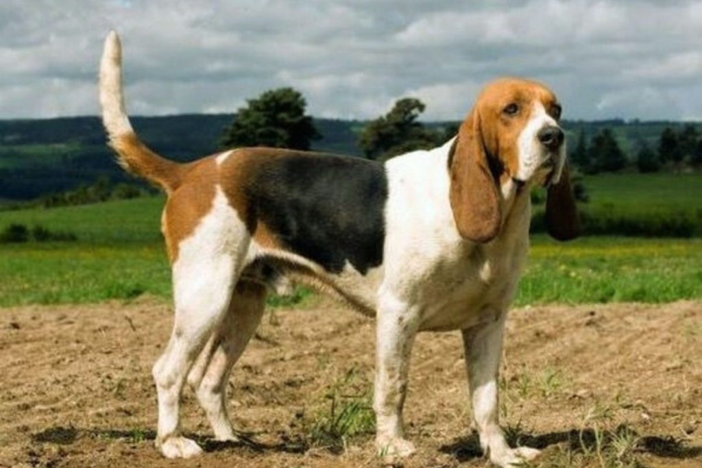 Tri-colored Artois Hound dog stands alert on dry dirt field with grassy hills and cloudy sky in background