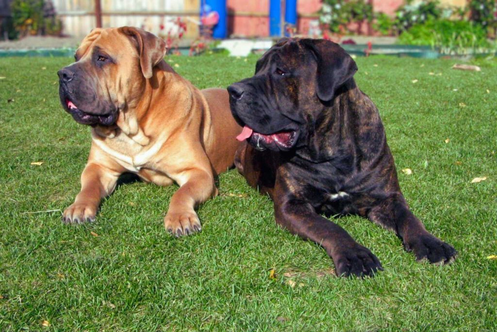 Two Boerboel Dogs, one light brown and one dark brown, lying side by side on vibrant green grass with blurred background