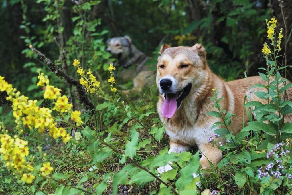 Two Armenian Gampr Dogs rest among yellow wildflowers and green foliage in a serene forest clearing, one tan and one gray