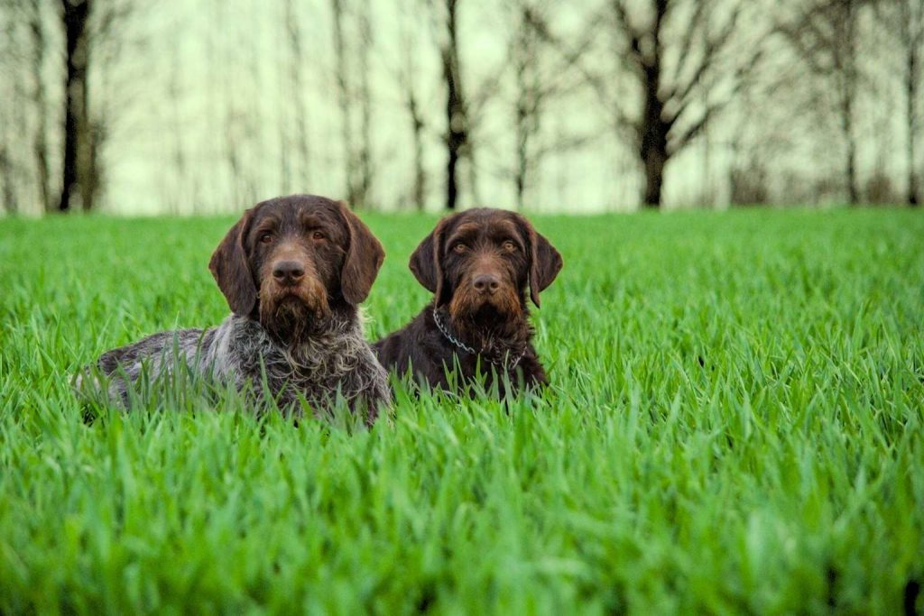 Two Cesky Fousek dogs (one brown, one grey/brown) sitting in a field of tall green grass, looking at the viewer.