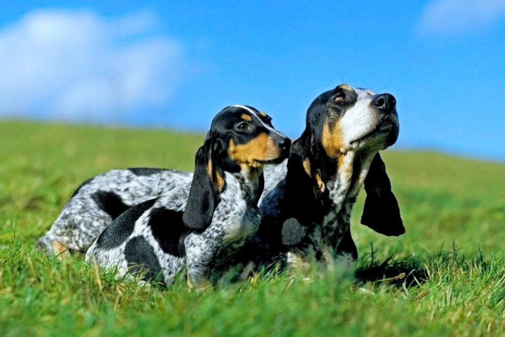 Two Basset Bleu de Gascogne Dogs with speckled coats rest on green grass under a bright blue sky with white scattered clouds