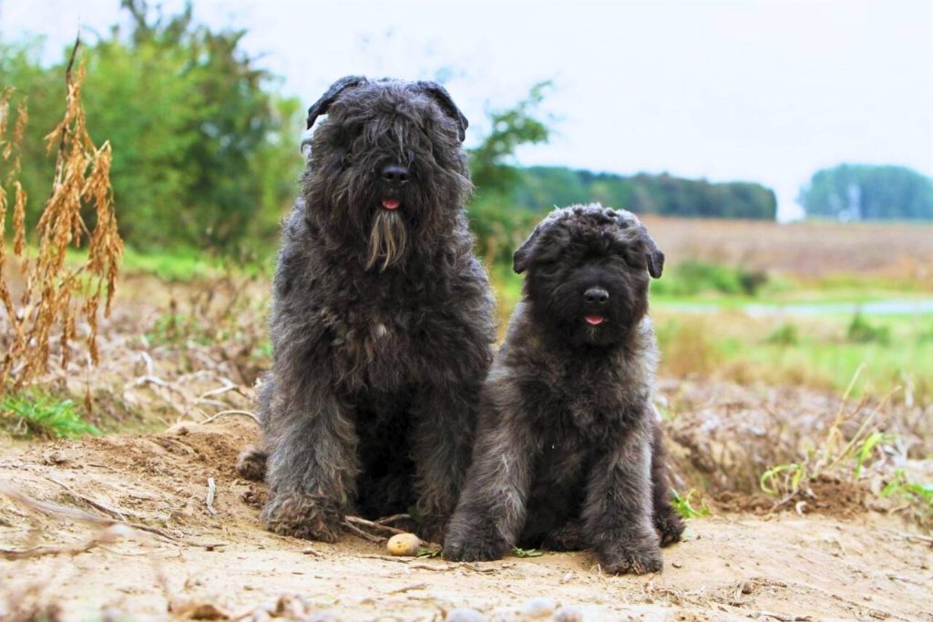 Two shaggy Bouvier des Flandres Dogs sit on a sandy path, tongues out, with grassy field and trees in the background under soft light