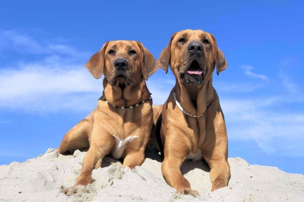 Two Broholmer Dogs rest on sandy ground under a vivid blue sky, wearing collars and enjoying the sun with clouds scattered overhead