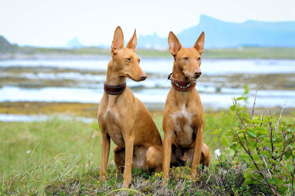 Two Cirneco dell’Etna dogs with tan coats and large pointed ears sitting side-by-side in grassy field near water and hills.