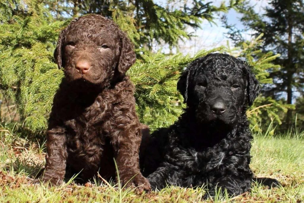 Two curly-coated retriever puppies, one brown and one black, sitting side by side in grass, looking at the camera with serious expressions.