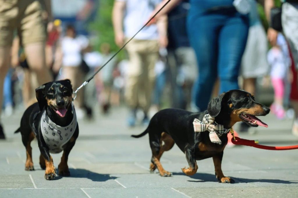Two dachshund dogs on leashes on a city street; one wears a white harness, the other a plaid bow tie, both with tongues out.