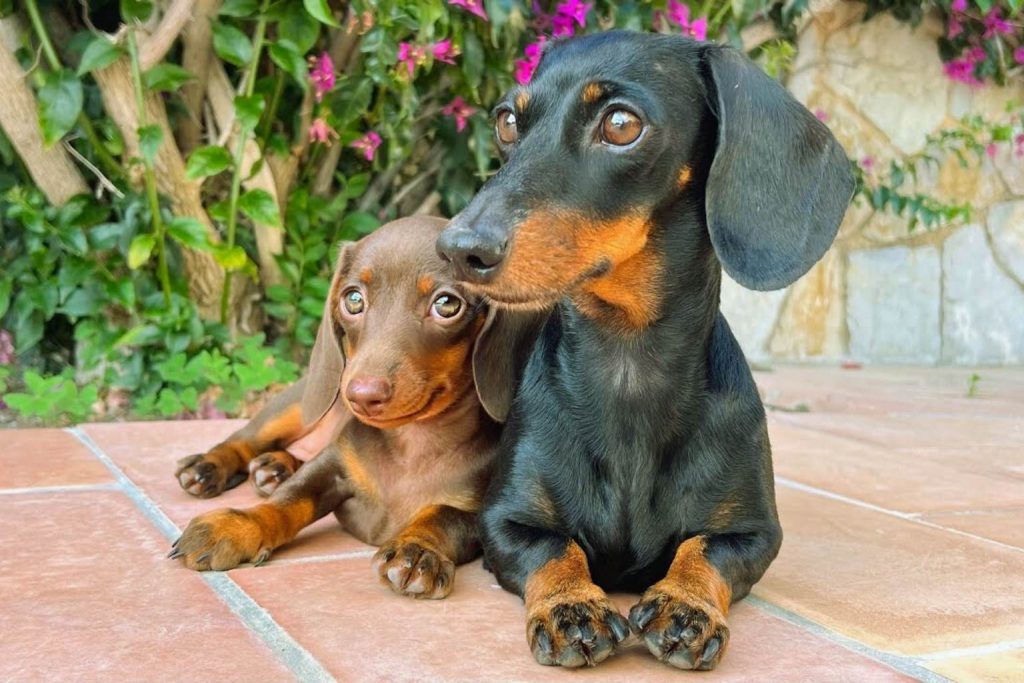 Image of two dachshund dogs, one black and tan and the other chocolate and tan, resting on a tiled patio with lush greenery and colorful flowers around.

