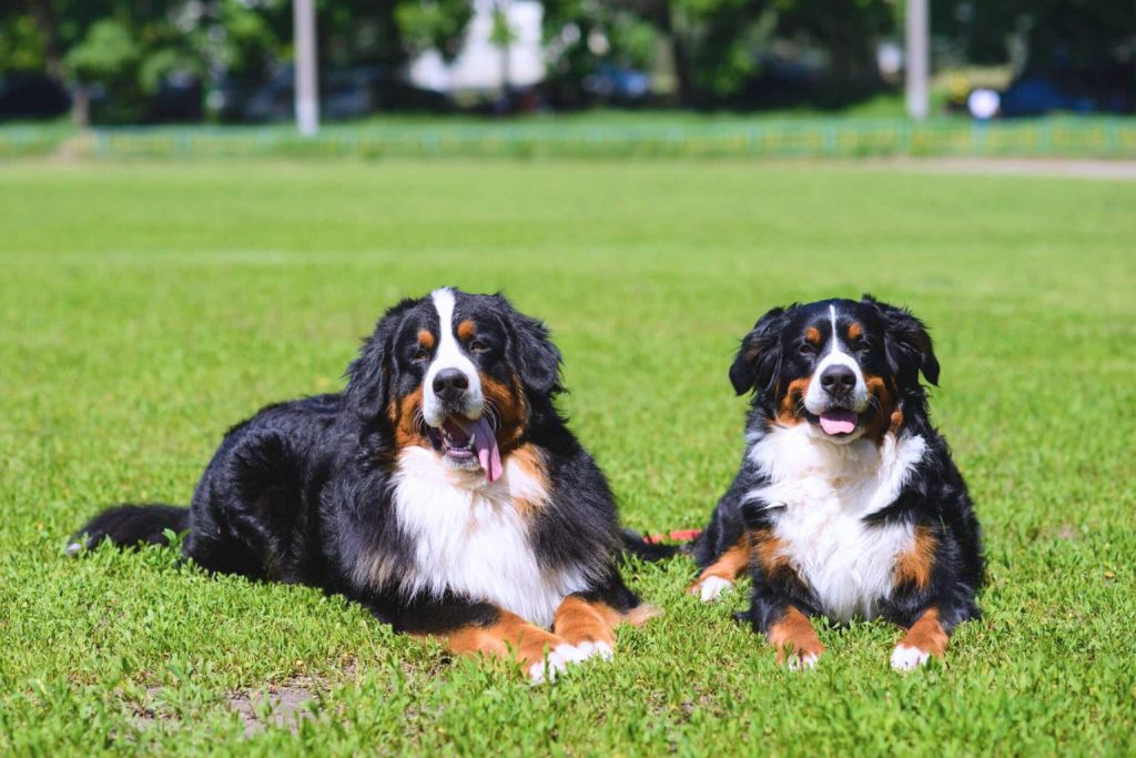 Two Bernese Mountain Dogs with black, white, and tan fur lie on green grass, tongues out, with blurred trees and buildings behind