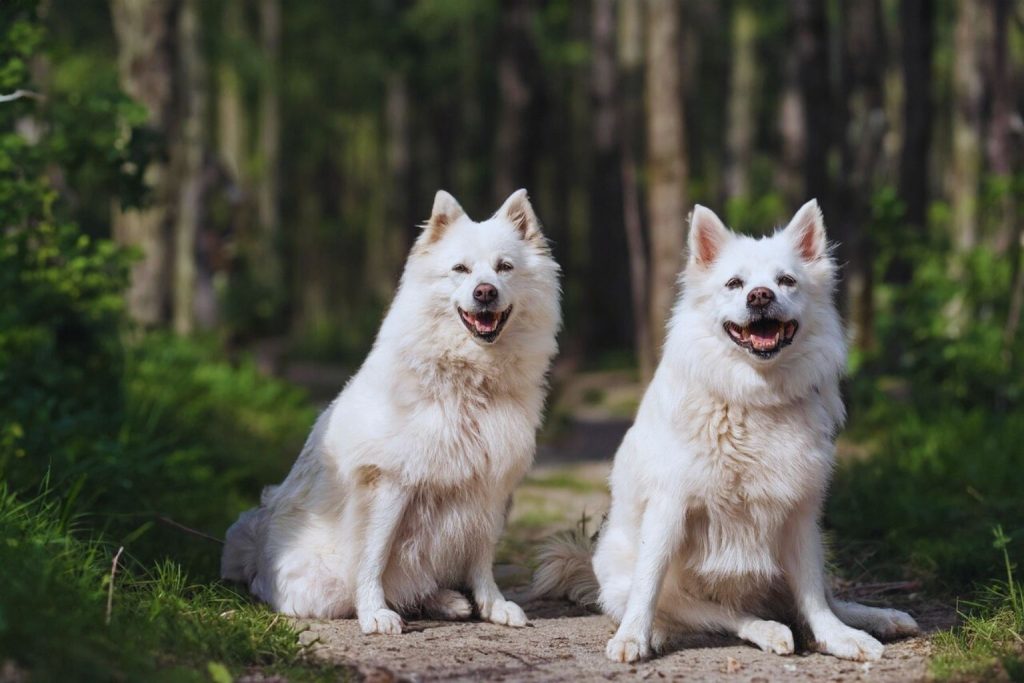 Two white Danish Spitz dogs sitting side-by-side on a forest path with lush green trees softly blurred in the background.