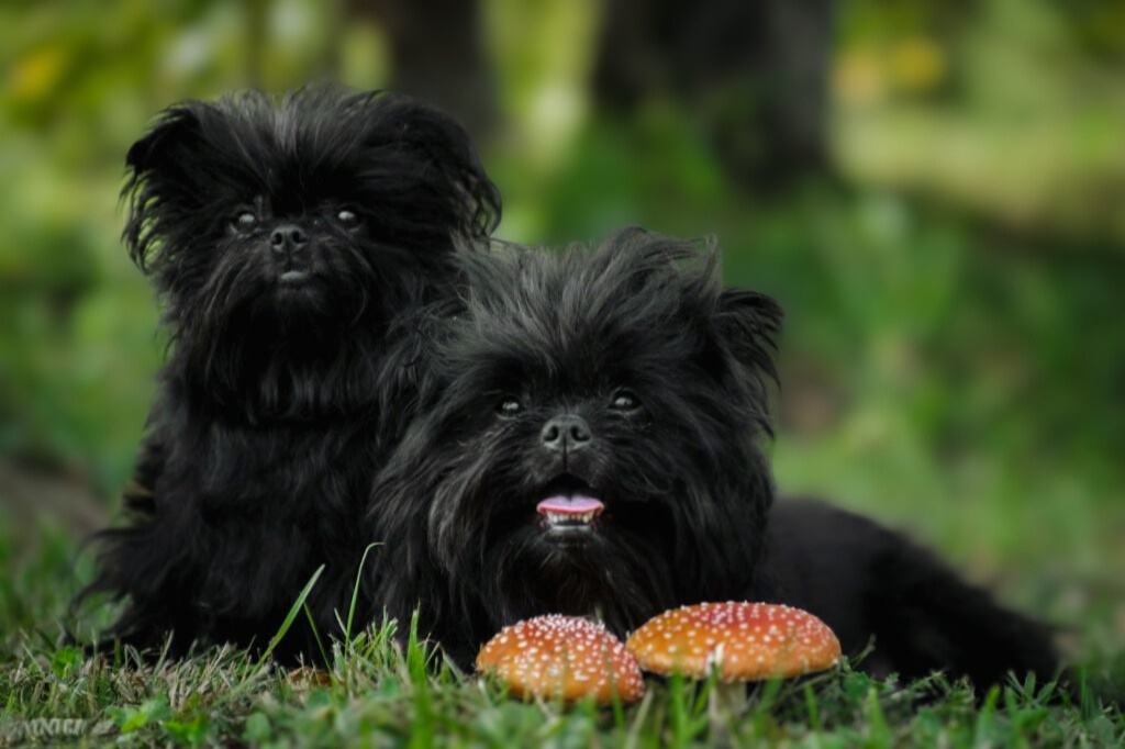 Two black Affenpinscher dogs with fluffy coats resting on grass beside orange mushrooms, green forest background blurred softly

