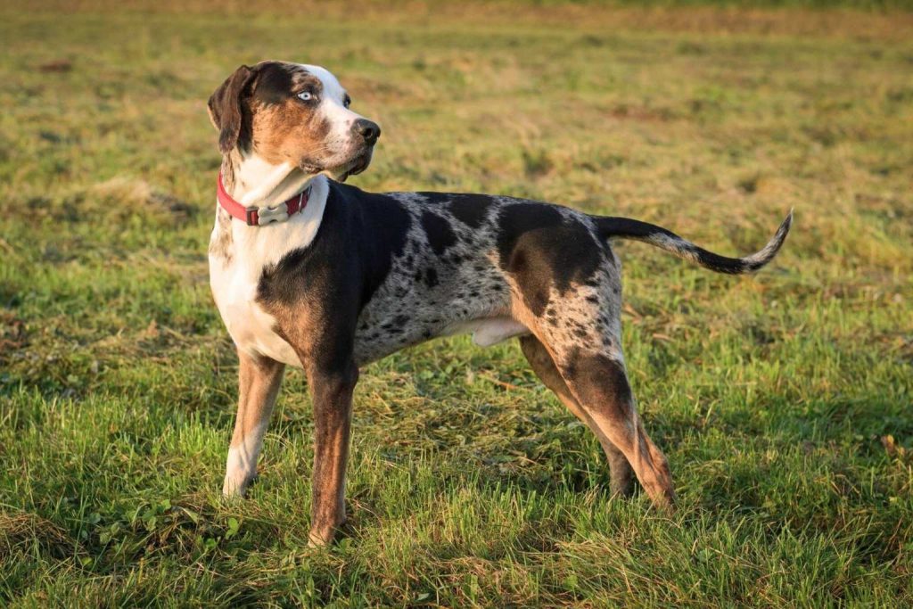 Alert, dappled Catahoula Leopard Dog with a red collar and piercing blue eye standing in a grassy field.