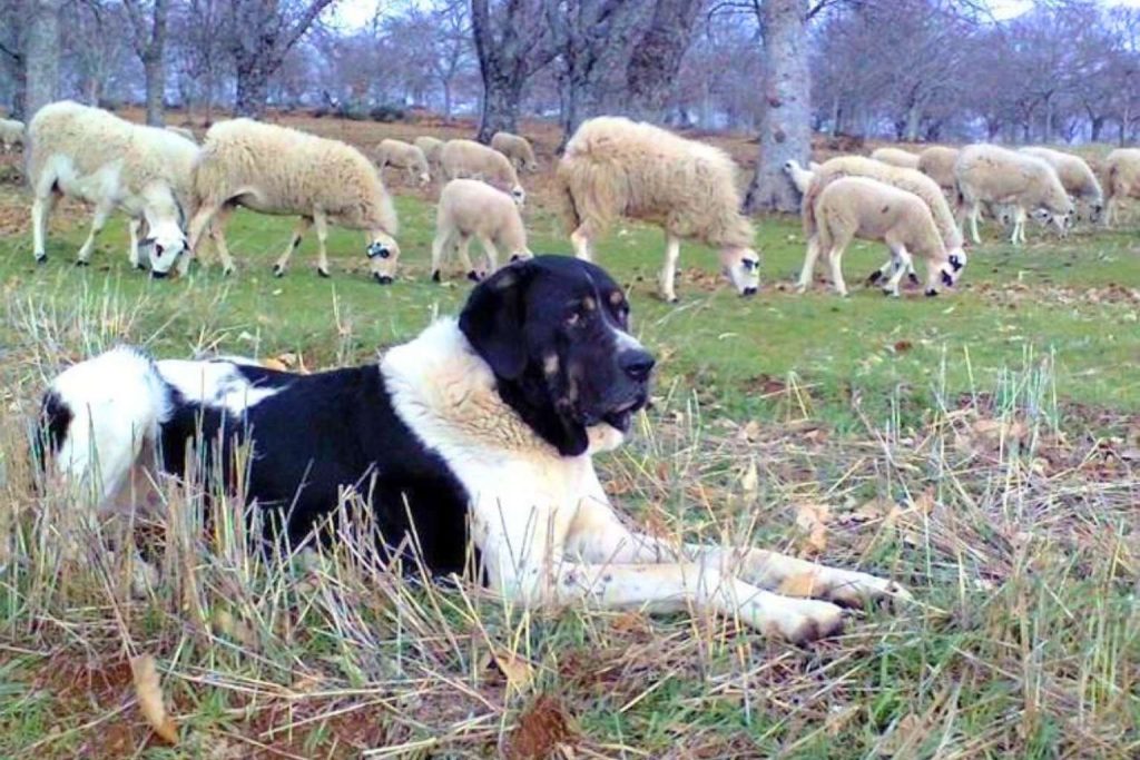 Alert black and white Cão de Gado Transmontano Dog guarding a flock of sheep in a tranquil, golden field.