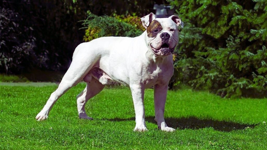 White American Bulldog with brown markings stands on vibrant green grass in sunlight, facing slightly right with trees in the background