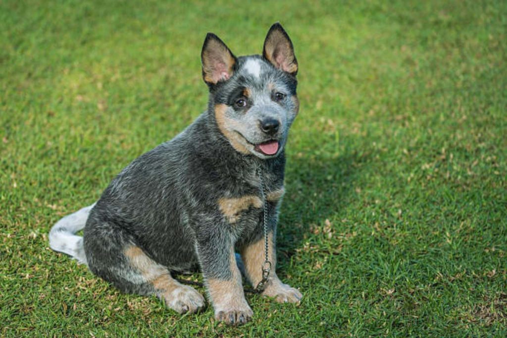 Young Australian Cattle Dog puppy with blue-gray and tan fur sits on vibrant green grass

