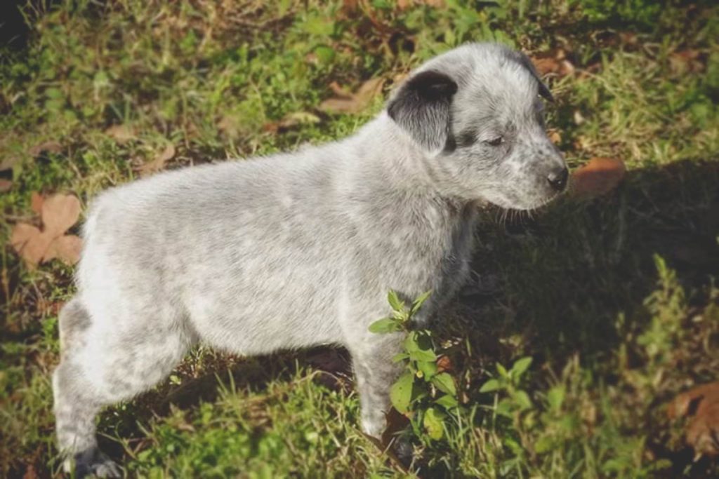 Speckled gray and white Australian Stumpy Tail Cattle Dog puppy stands alert on grassy field with sunlight and fallen brown leaves

