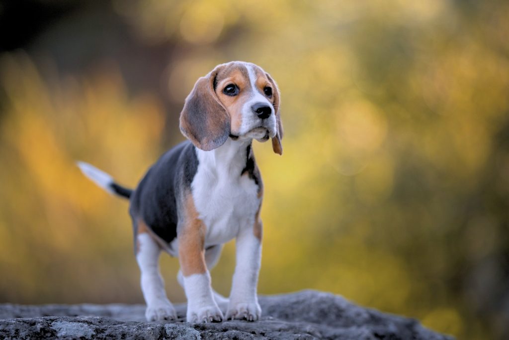 Beagle Dog puppy with white, black, and brown fur stands on gray rock with alert expression and dark collar in autumn background
